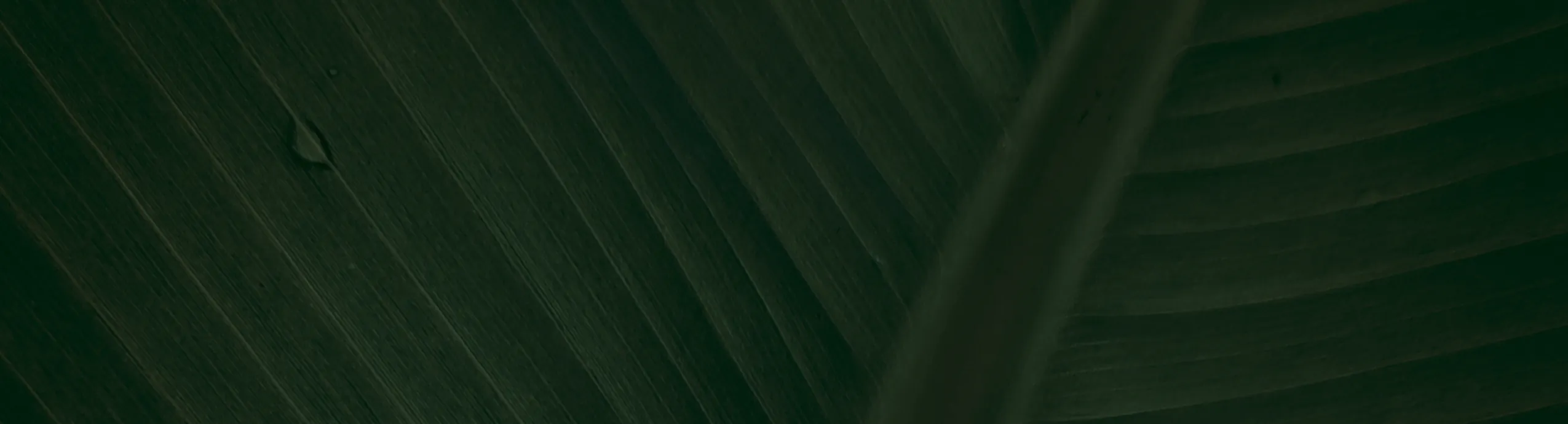 Aglaonema Green
