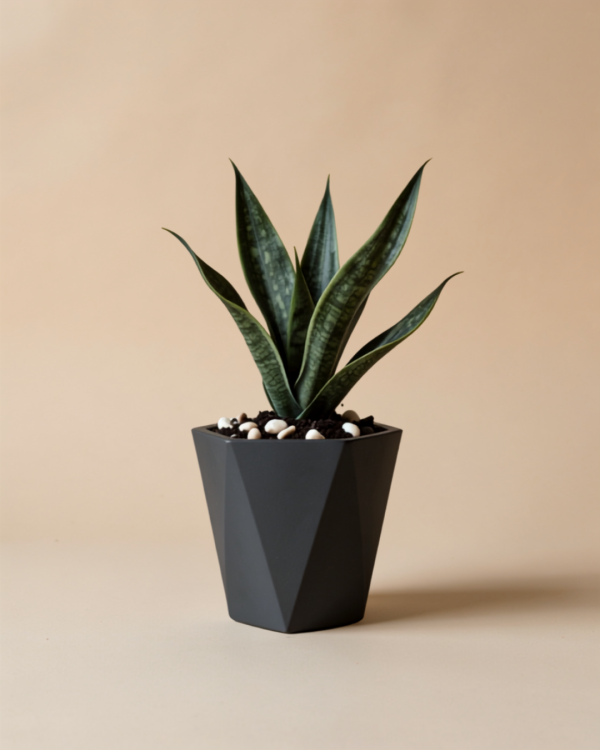 0001-83829362663878167.png Sansevieria Dragon Claw in Self-Watering Pot
