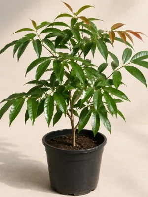 Lychee Plant