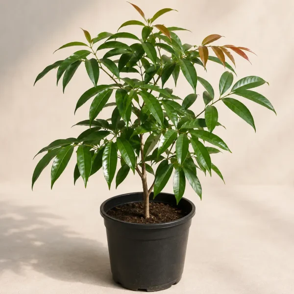 Lychee Plant
