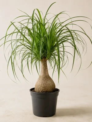 Ponytail Palm