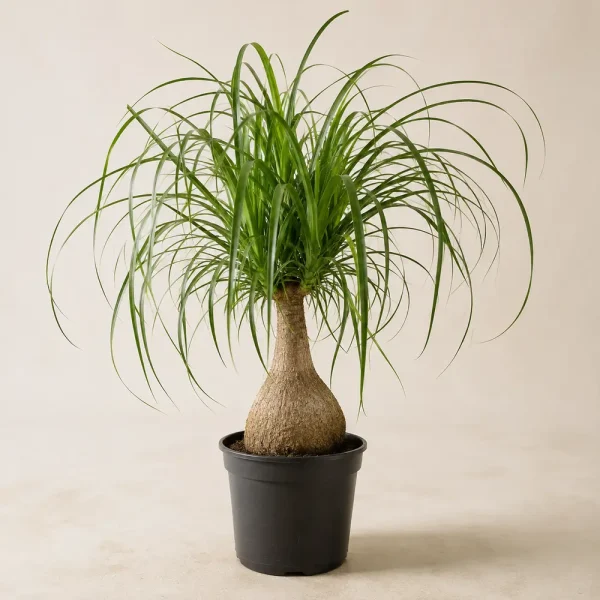 Ponytail Palm