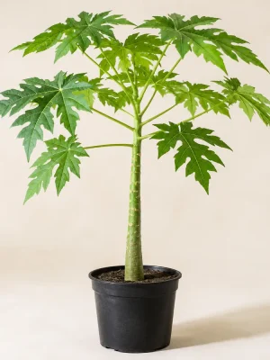 Papaya Plant