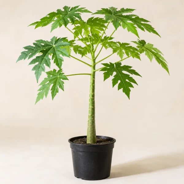 Papaya Plant