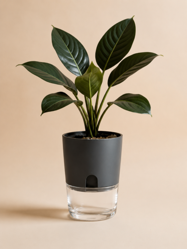 Philodendron Burle Marx in Self-Watering Pot