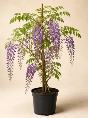 Wisteria Purple