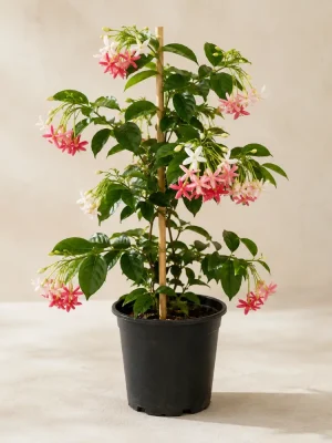 Rangoon Creeper (Jhumka Bail)