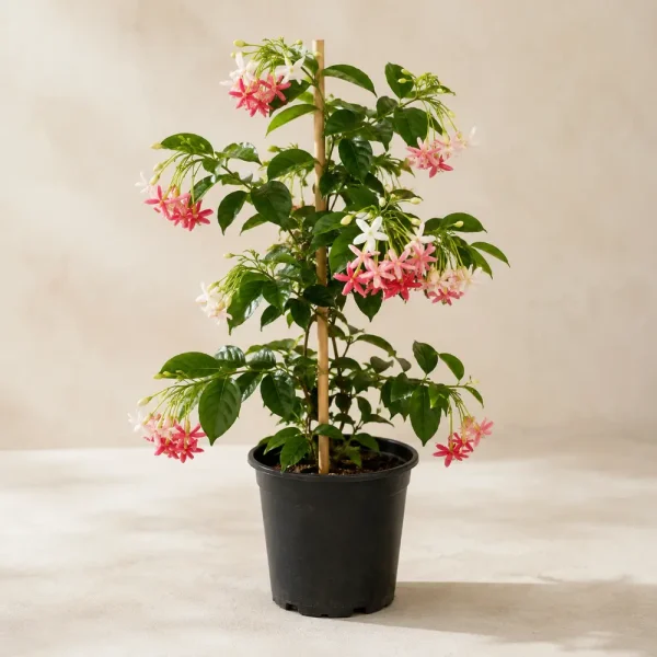 Rangoon Creeper (Jhumka Bail)