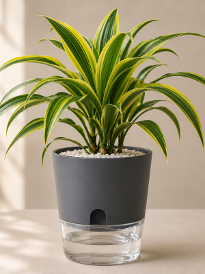 Dracaena Reflexa (Song of India) in Self-Watering Pot