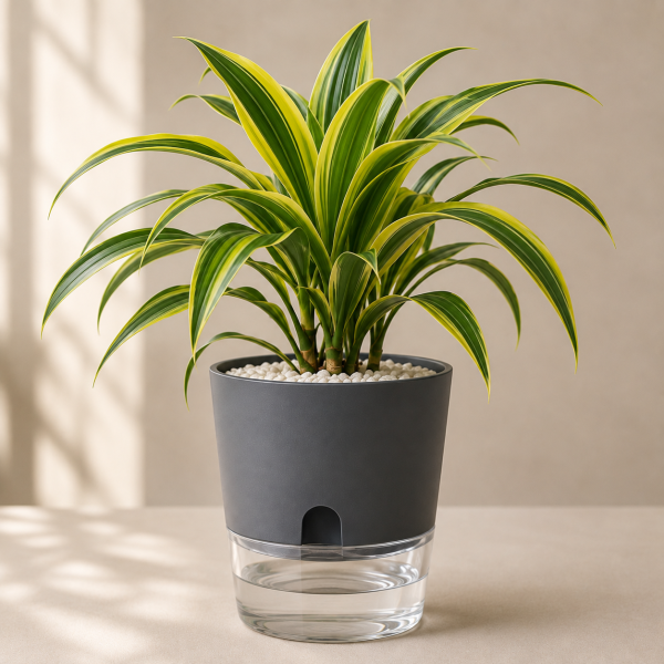 Variegated Dracaena in Modern Planter Dracaena Reflexa (Song of India) in Self-Watering Pot