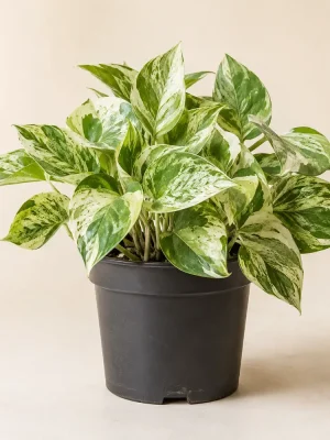 Manjula Pothos