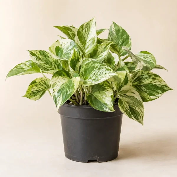 Manjula Pothos