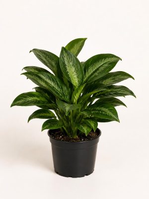 Aglaonema Green