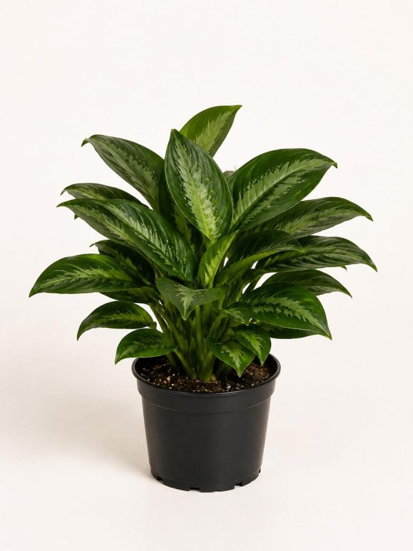 Aglaonema Green