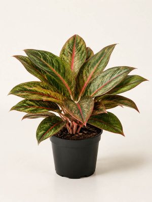 Aglaonema Legacy