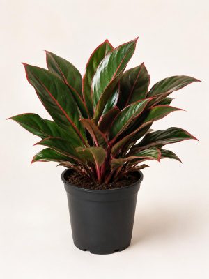 Aglaonema Lipstick