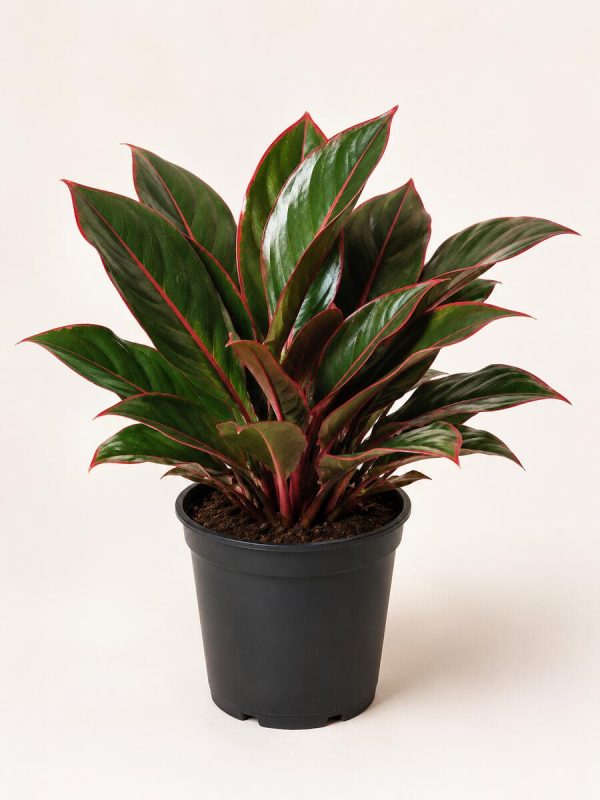 Aglaonema Lipstick