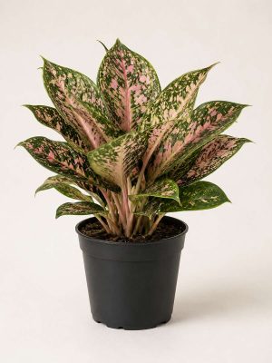 Aglaonema Pink Dalmatian