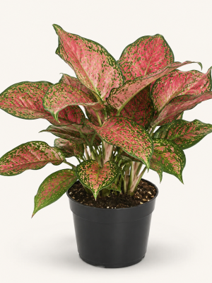 Aglaonema Pink