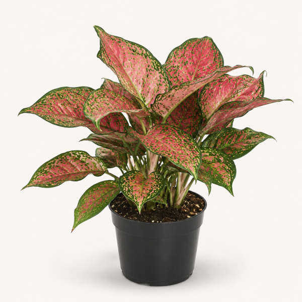 Aglaonema Pink