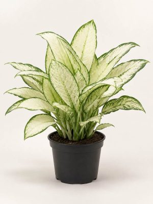 Aglaonema White