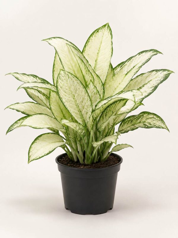 aglaonema-white-nursery-pot Aglaonema White