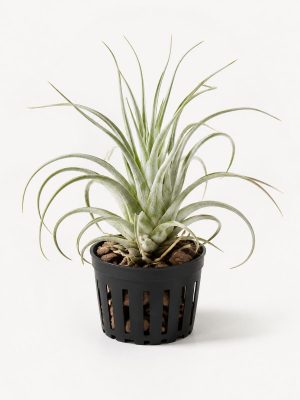Air Plant