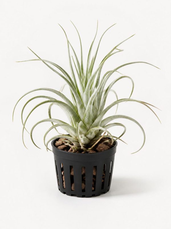 Air Plant