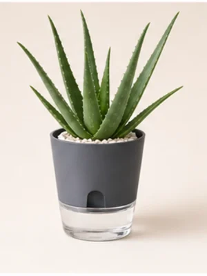 Aloe Vera in Self-Watering Decorative Pot available online from PlantFinds Pakistan