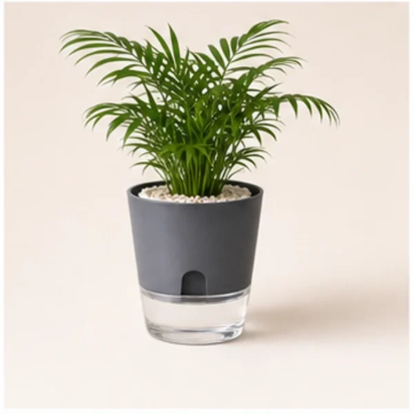 Tabletop Areca Palm in Self-Watering Decorative Pot available online from PlantFinds Pakistan