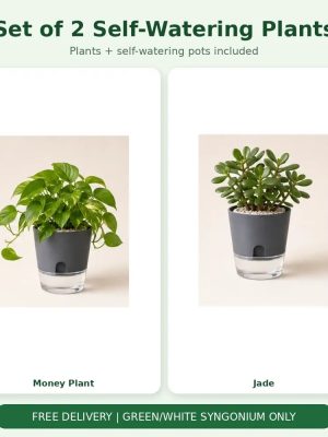 Set of 2 Self-Watering Plants – Money Plant & Jade