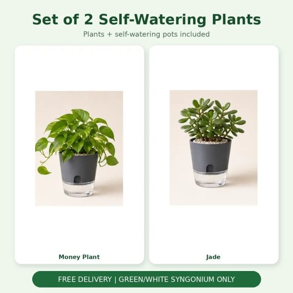 Set of 2 Self-Watering Plants – Money Plant & Jade