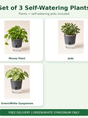 Set of 3 Self-Watering Plants – Money, Jade & Syngonium