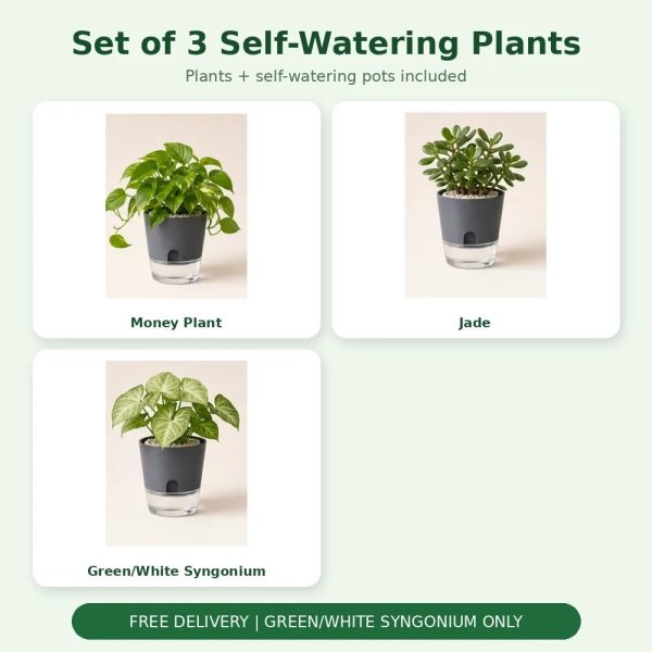 Set of 3 Self-Watering Plants – Money, Jade & Syngonium