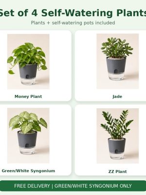 Set of 4 Self-Watering Plants – Money, Jade, Syngonium & ZZ
