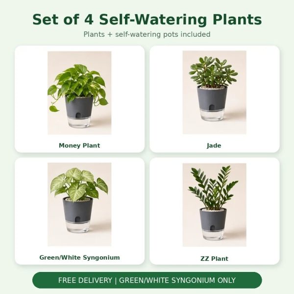 Set of 4 Self-Watering Plants – Money, Jade, Syngonium & ZZ