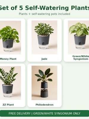Set of 5 Self-Watering Plants – Money, Jade, Syngonium, ZZ & Philodendron