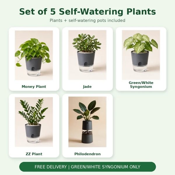 Set of 5 Self-Watering Plants – Money, Jade, Syngonium, ZZ & Philodendron