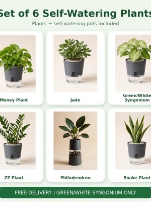 Set of 6 Self-Watering Plants – Complete Indoor Combo