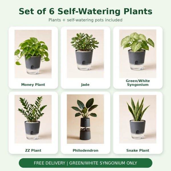 Set of 6 Self-Watering Plants – Complete Indoor Combo