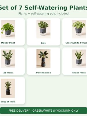 Set of 7 Self-Watering Plants – Premium Indoor Combo