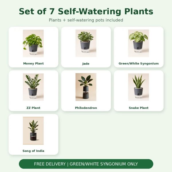 Set of 7 Self-Watering Plants – Premium Indoor Combo