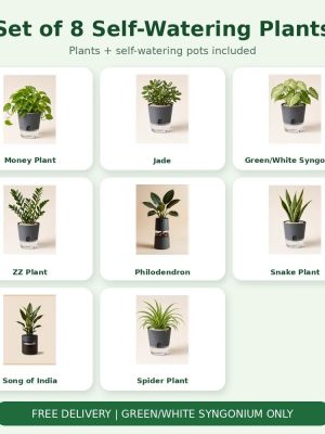 Set of 8 Self-Watering Plants – Premium Indoor Collection