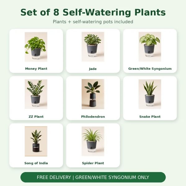 Set of 8 Self-Watering Plants – Premium Indoor Collection