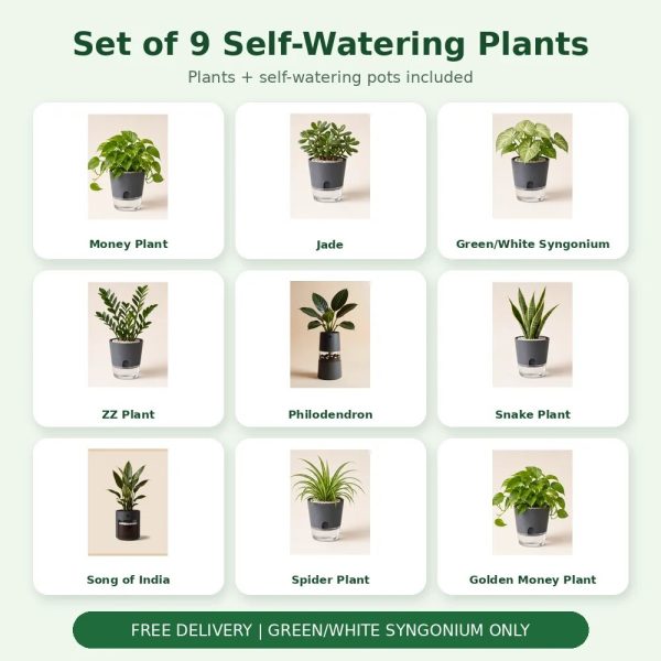 Set of 9 Self-Watering Plants – Complete Indoor Collection