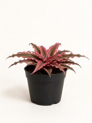 Cryptanthus Bivittatus Pink and Green