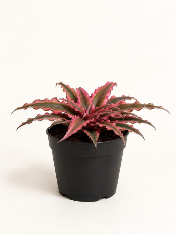 Cryptanthus Bivittatus Pink and Green