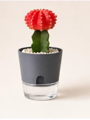 Grafted Moon Cactus in Decorative Pot available online from PlantFinds Pakistan