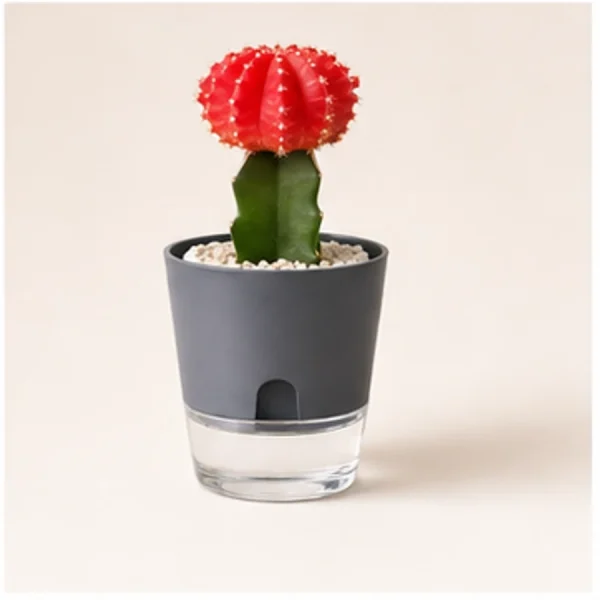 Grafted Moon Cactus in Decorative Pot available online from PlantFinds Pakistan