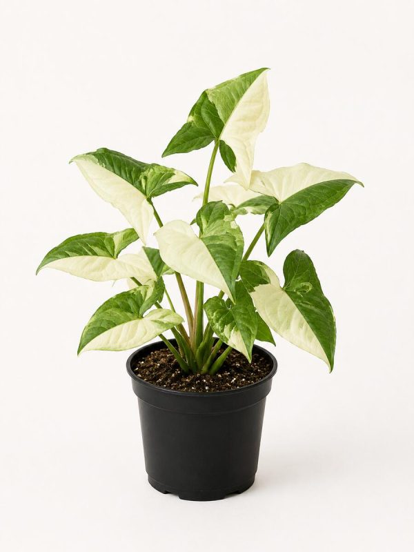 Half Moon Syngonium